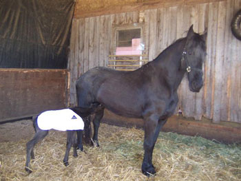 Brock's Majestic Friesians - Onella & Dolci Vita